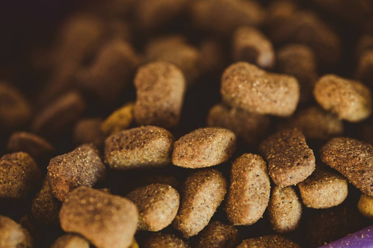 Close-up of vet holding bottle of anti-inflammatory turmeric aid pet supplement