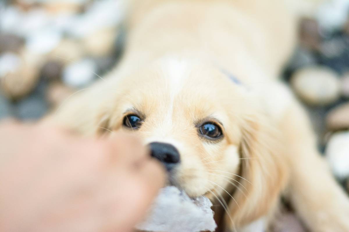 anti-inflammatory turmeric aid pet: The Vet-Approved Hack Most Owners Miss