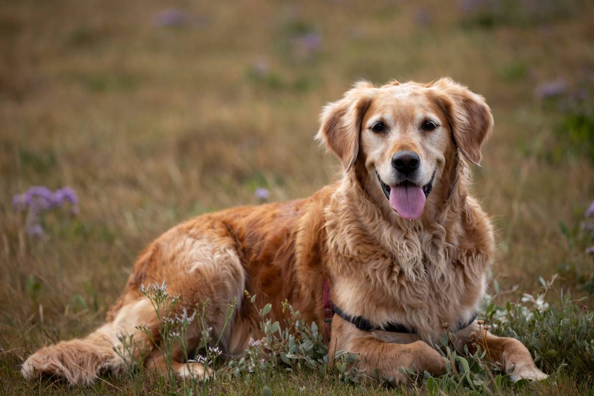 Golden retriever leaping effortlessly after consistent turmeric joint care relief regimen