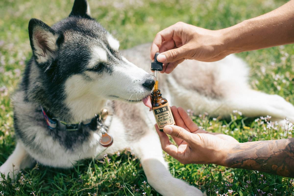 Golden liquid turmeric inflammation relief supplement being measured into dog food
