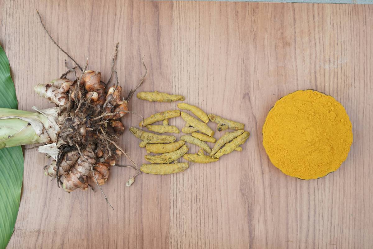 Why Your Pet Needs a turmeric anti-inflammatory solution pet Right Now